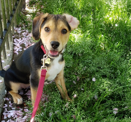 Entry image for Maisee. Clicking this image will show a larger photo