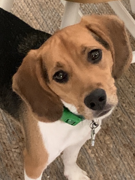 Entry image for Opie. Clicking this image will show a larger photo