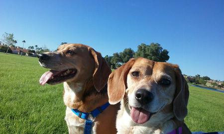 Entry image for Sam and Sky. Clicking this image will show a larger photo