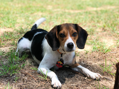 Entry image for Finn. Clicking this image will show a larger photo