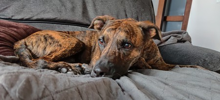 Shiloh
