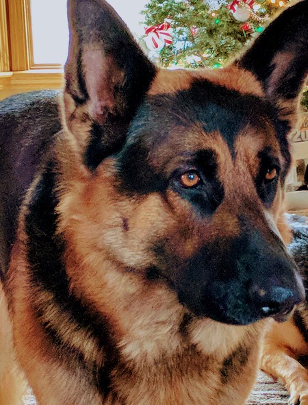Sarge