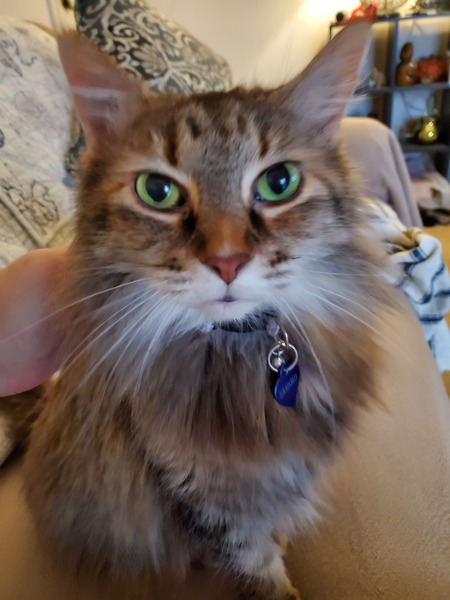 Liza