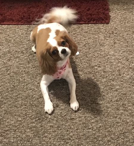 Bambi