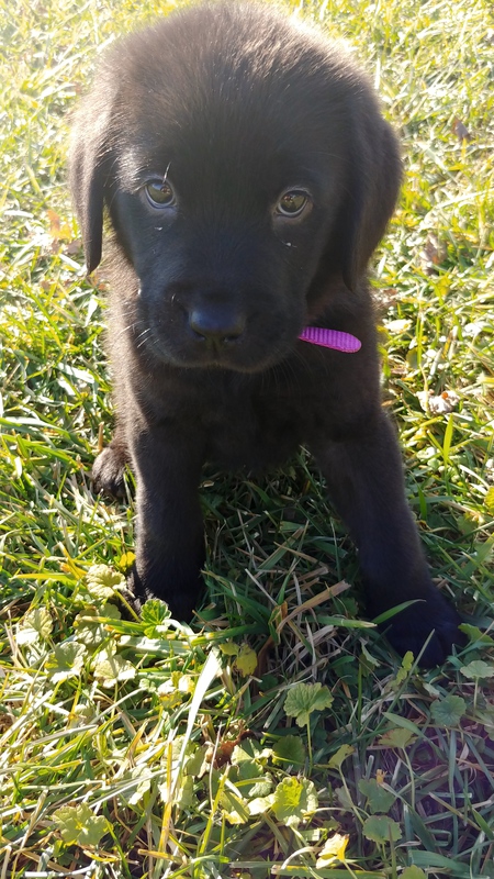 Roxie