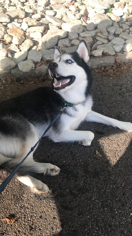Kota
