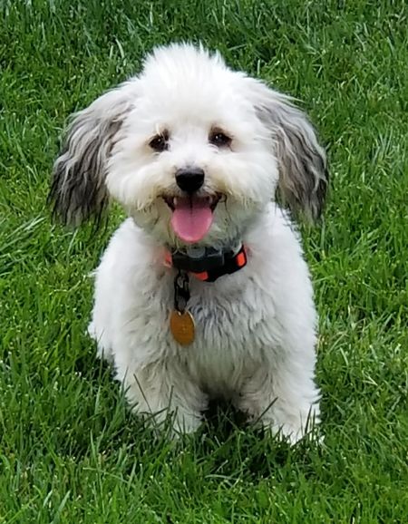 Harley