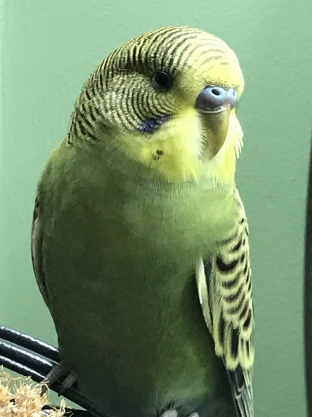 Marco