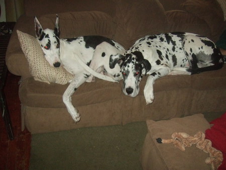 Moxie and Gibson