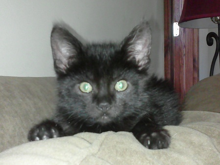 BatCat