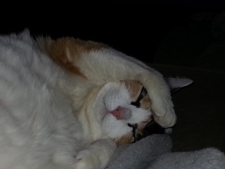 Miss Kitty