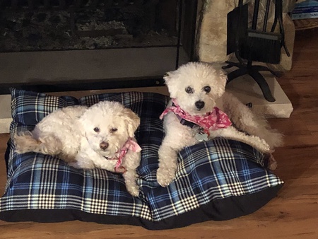 Poppy (left) and Daisy (right)