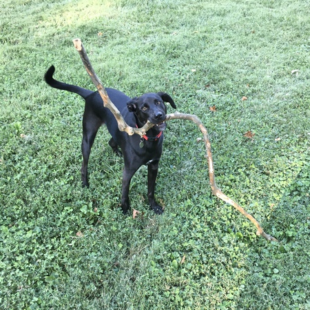 Merlin