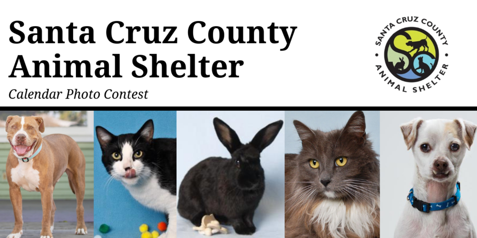 Banner for Santa Cruz County Animal Shelter Calendar Contest