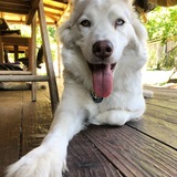 Entry image for Honey Suckle Bear