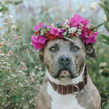 Entry image for Blueberry