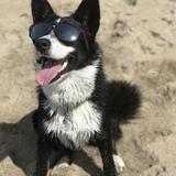 Entry image for Ryder