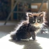 Entry image for Mumford 