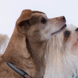 Entry image for Harvey and Luna