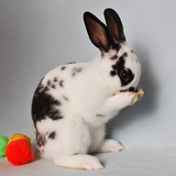 Entry image for Patrick