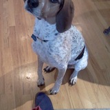 Entry image for ANNIE