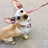 Entry image for Stellaluna