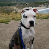 Entry image for Charlie