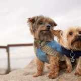 Entry image for Penny and Jack