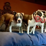 Entry image for Tank, Rocko!, and Rufus