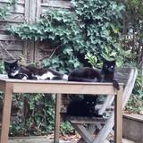 Entry image for Habibi Family