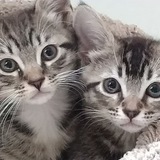 Entry image for Henri And Joon