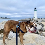 Entry image for Xavo