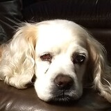 Entry image for Dreyfus