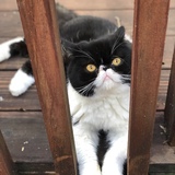 Entry image for Knox Theodore 