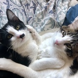 Entry image for Abbott and Costello