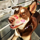 Entry image for Huckleberry aka Siberian sausage 