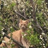 Entry image for Filo