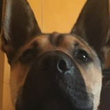 Entry image for Cody