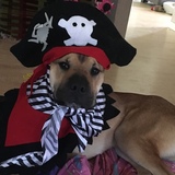 Entry image for Cody