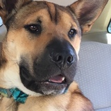 Entry image for Cody