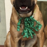 Entry image for Cody