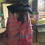 Entry image for Cody