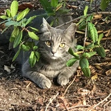 Entry image for Hazel