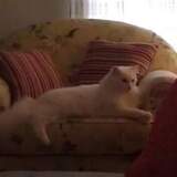 Entry image for Cezar