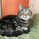 Entry image for Pixie Pedersen 