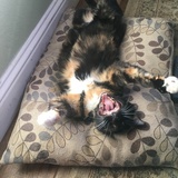 Entry image for Charlotte 