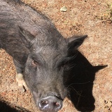 Entry image for Henry