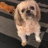 Entry image for Bodhi