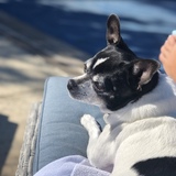 Entry image for Heidi - (shelter name, Bug)