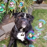 Entry image for Rooney 